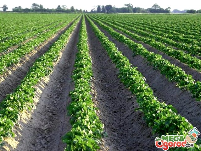 Голландская технология выращивания большого урожая картофеля